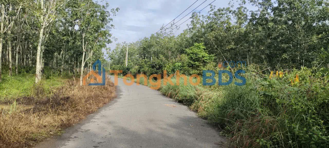 Đất nền Tân Hiệp Hớn Quản 11080m² 2 tỷ - Sổ đỏ chính chủ