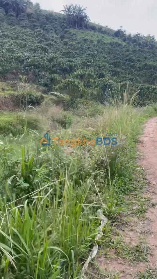 Bán Đất Vườn 5000m² Lâm Đồng - Sẵn Cà Phê Thu Hoạch, Giá 2.1 Tỷ