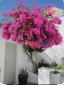 Townhouse Sao Mai Bình Khánh 212m² - Full nội thất