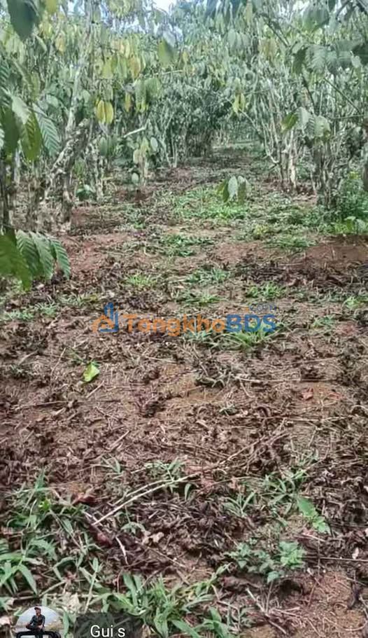 Đất nền Lộc Ngãi Bảo Lộc 21.000m² 26.25 tỷ - Sổ đỏ chuẩn