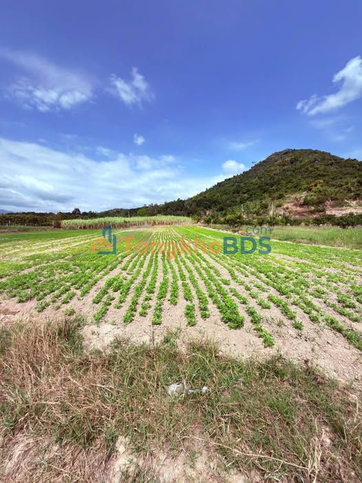 Đất vườn Cam An Nam Cam Lâm 1163m² 870 triệu - Đường ô tô