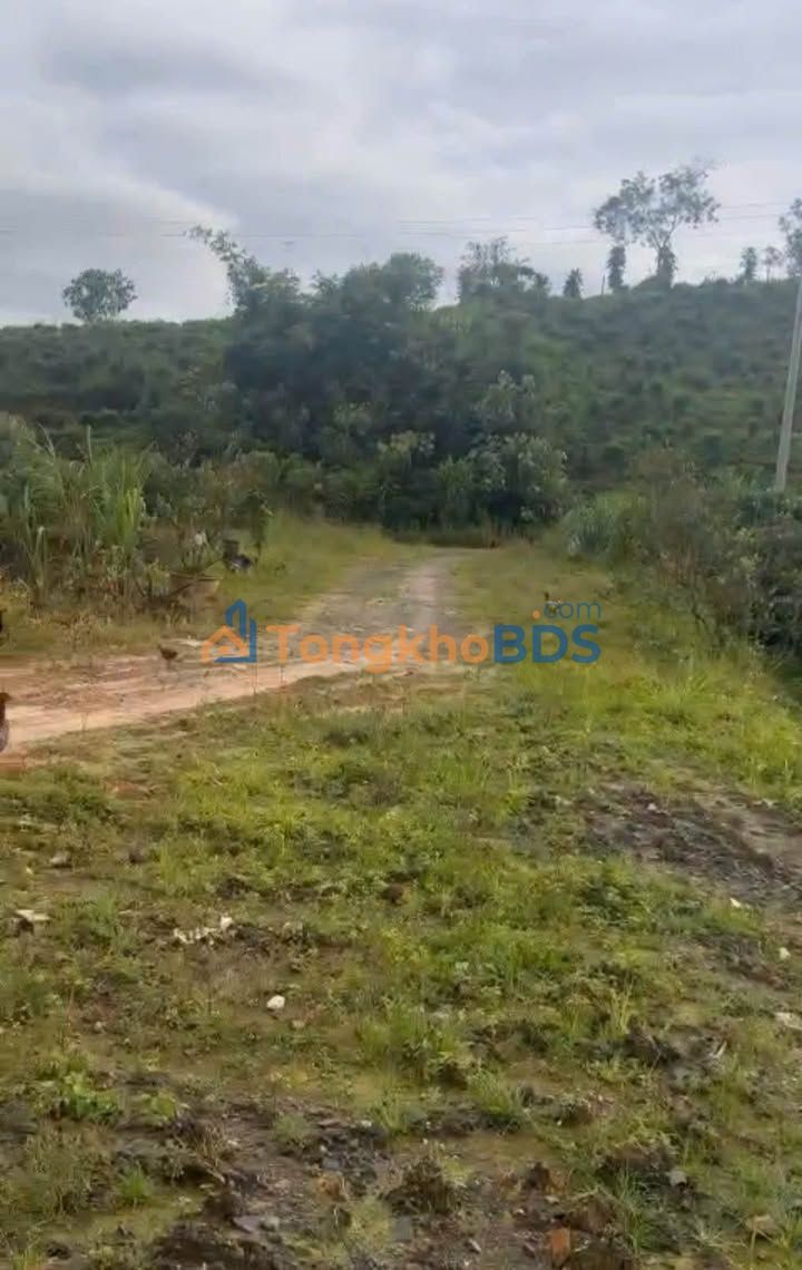 Bán Gấp Đất Vườn Lộc Bảo 6033m² - 35 Cây Măng Cụt, Mặt Đường 45m