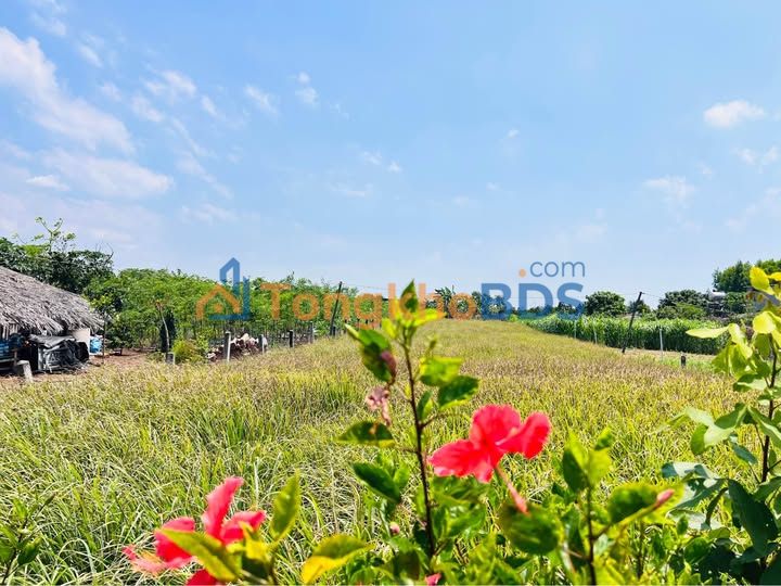 Đất nền Đất Đỏ 1.000m² 1,85 tỷ - Tiềm năng tăng giá