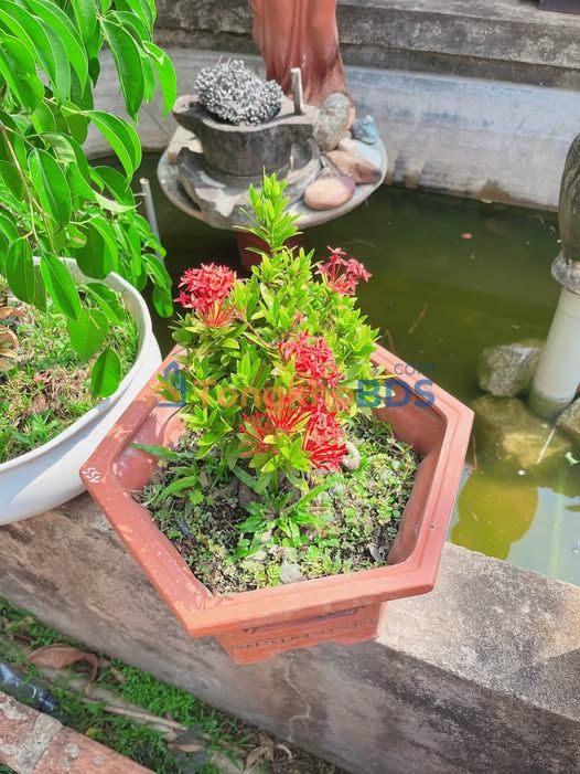 Đất nền Biển Hồ Pleiku 960m² 66.24 tỷ - Đường to ô tô