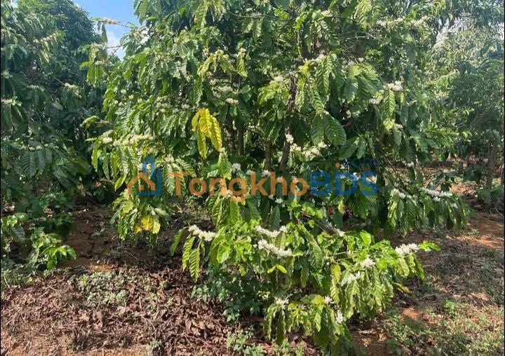 Đất cà phê Ia Kênh 1440m² 1,55 tỷ - Đầu tư dài hạn