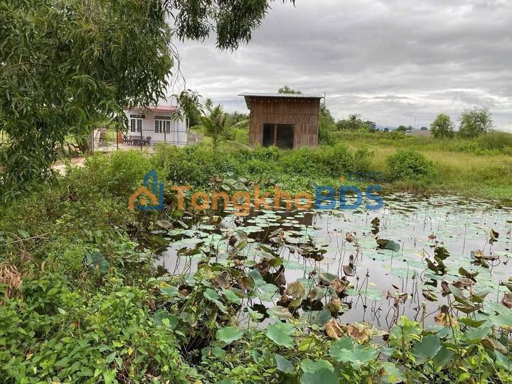 Bán đất farm 3.1 sào (1116m²) đường Lê Quý Đôn, Hồng Sơn, Bình Thuận - Sổ hồng sẵn sàng