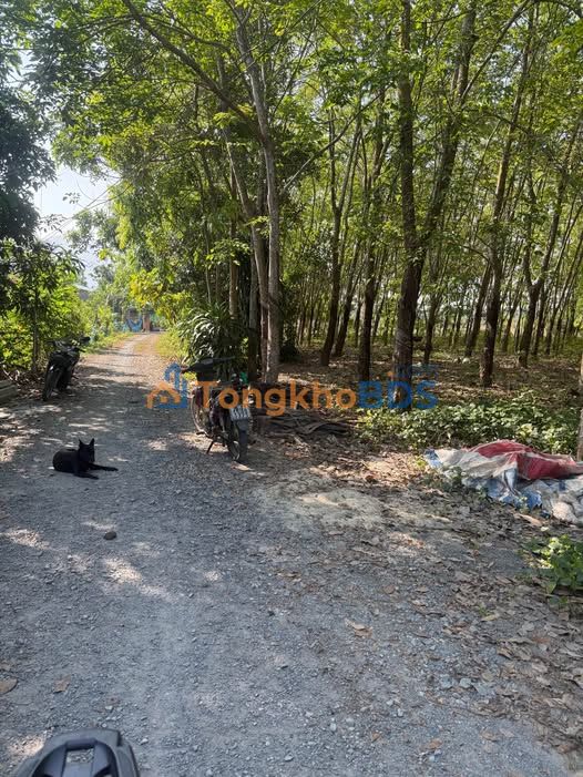 Đất Nền Sổ Hồng Cầm Tay - DT 793, Tây Ninh - 2xx Triệu/Lô