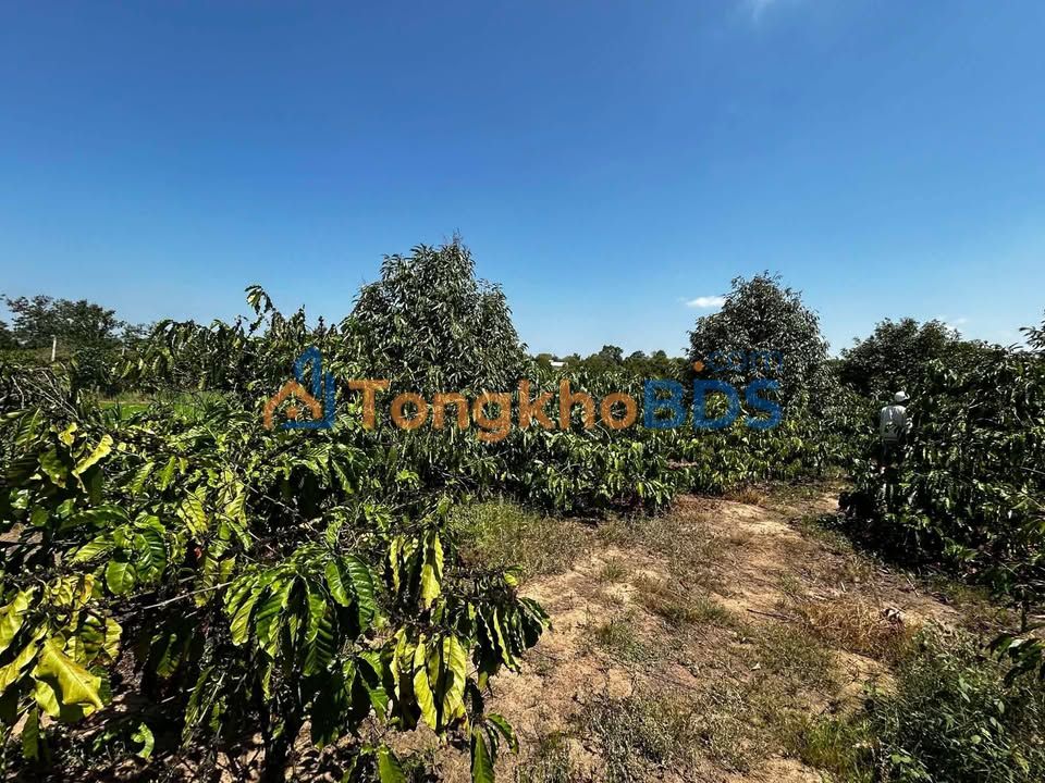 Đất rẫy Thôn 3 Hòa Hiệp 1.944m² 2.2 tỷ - Đầu tư dài hạn