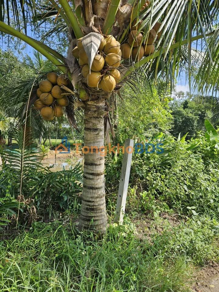 Bán Đất Sóc Trăng 4150m² Mặt Tiền Lộ Bê Tông, Giá 1 Tỷ - Đầu Tư Sinh Lời