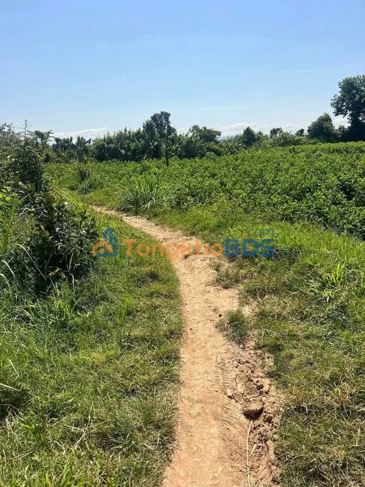 Đất vườn Bình Thạnh Đức Trọng 2.160m² 1,6 tỷ - Sổ đỏ chính chủ