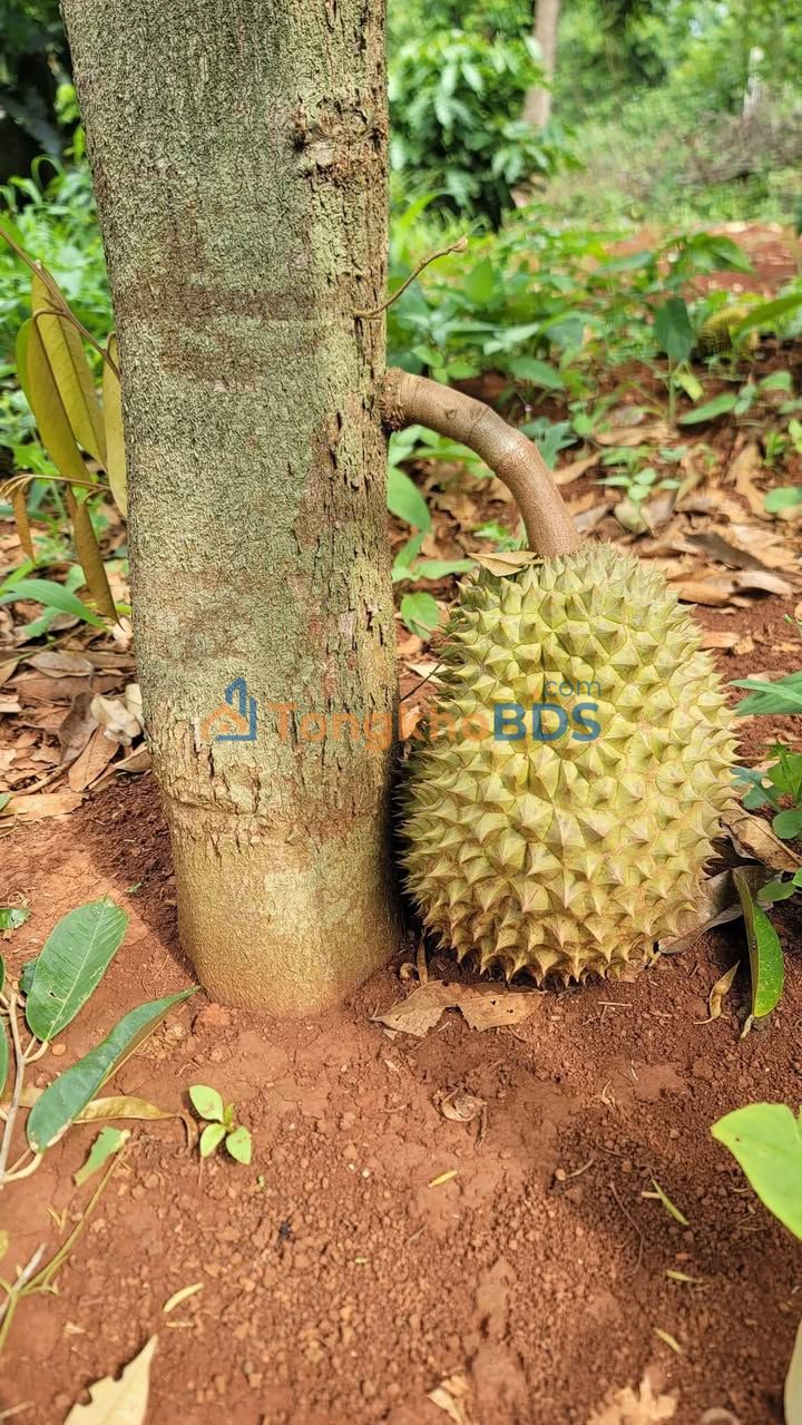 Đất nền Xuân Tân Long Khánh 396m² giá thỏa thuận - Sổ đỏ chính chủ