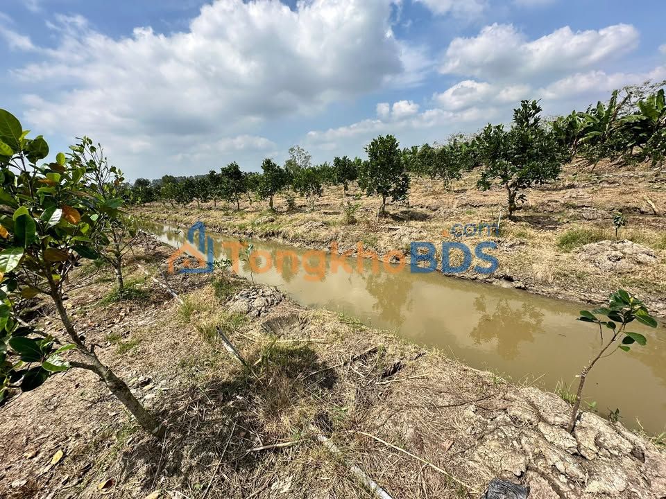 Đất nền Tân Thới Phong Điền 10.000m² 3.6 tỷ - Tiềm năng tăng giá