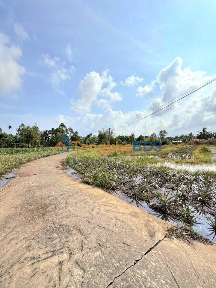 Đất vườn Vị Tân Vị Thanh 11,5 công 3 tỷ - Đầu tư dài hạn