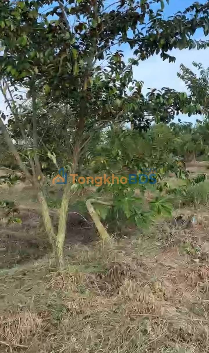 Đất nền Phú Ngãi Trị 2.409m² giá 695tr - Sổ đỏ chính chủ