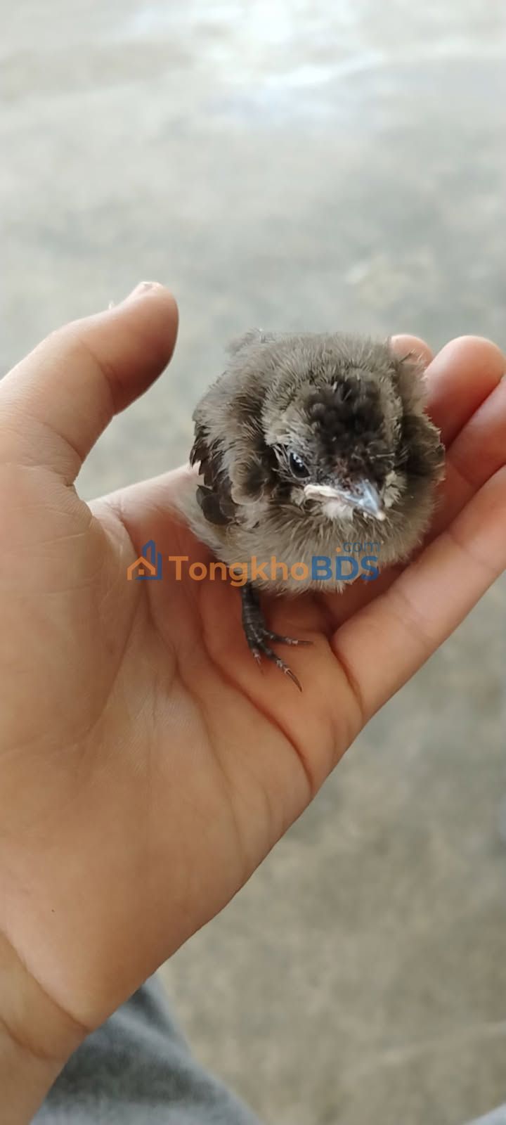 Bán Đất Vườn Đắk Lắk 3.5ha - Nguồn Thu Khủng Sầu Riêng, Cao Su