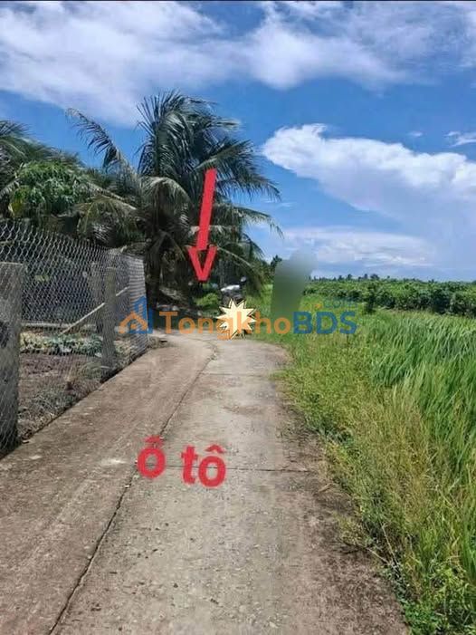 Bán Đất Lợi Bình Nhơn Tân An 1000m² - Vườn Dừa Trĩu Quả, Sổ Đỏ Sẵn Sàng