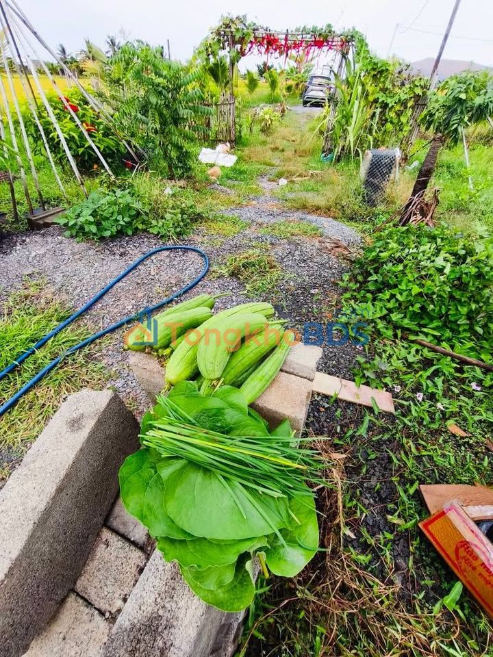 Đất nền Hàm Phú 100m² 320 triệu - Thổ cư 100%