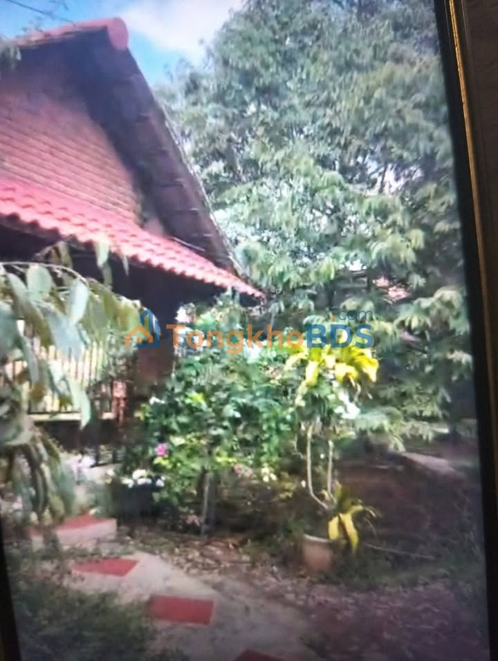 Đất vườn Truông Mít Tây Ninh 1ha 6,5 tỷ - Sổ hồng rõ ràng