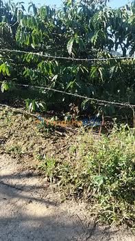 Bán Đất Nền 10800m² Xã Đinh Trang Hòa, Di Linh - 3 Sổ Đỏ Riêng, Giá Tốt