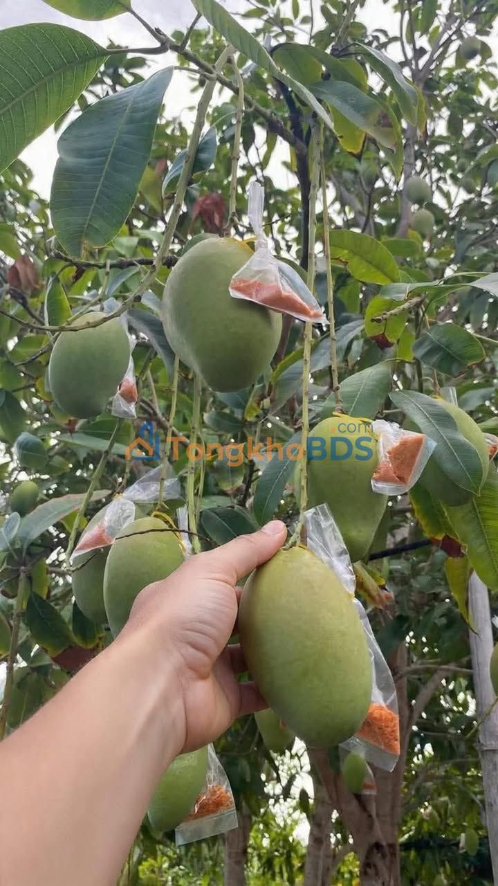 Nhà Sân Vườn 175m² sát Chợ Hòa Cường - Giá 15 Triệu/Tháng