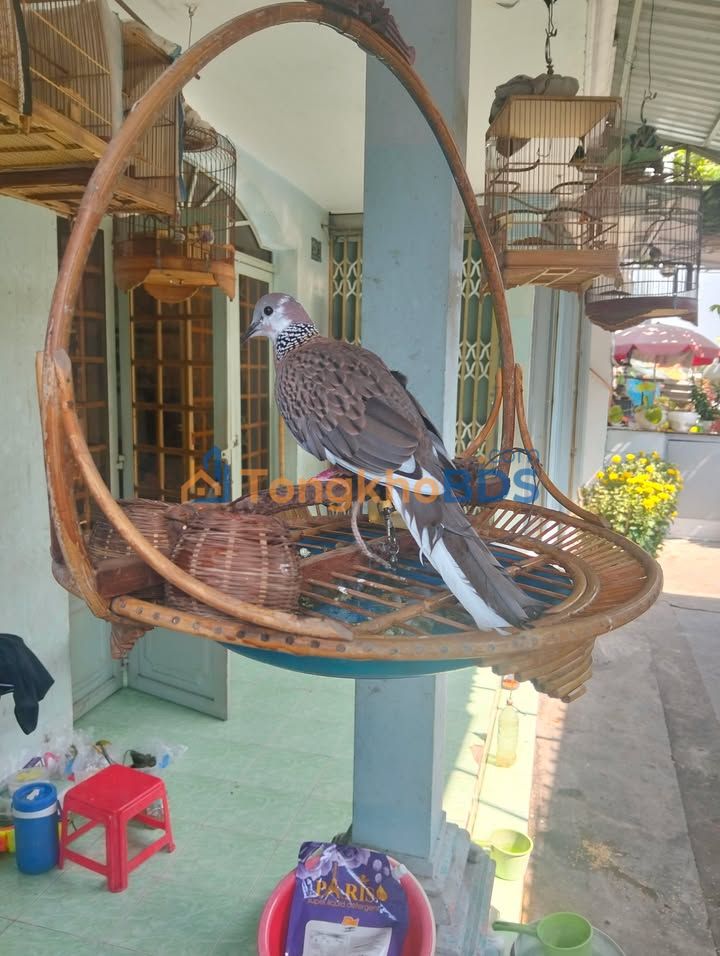 Nhà cấp 4 An Nhơn Tây Củ Chi 333m2 2.8 tỷ - Chính chủ bán