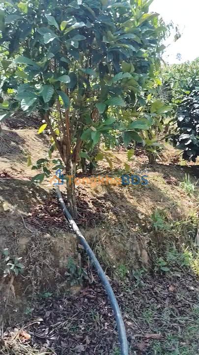 Bán Gấp 11ha Đất Nông Nghiệp Đạ Tông, Đam Rông - Cà Phê, Sầu Riêng, Ôm Suối