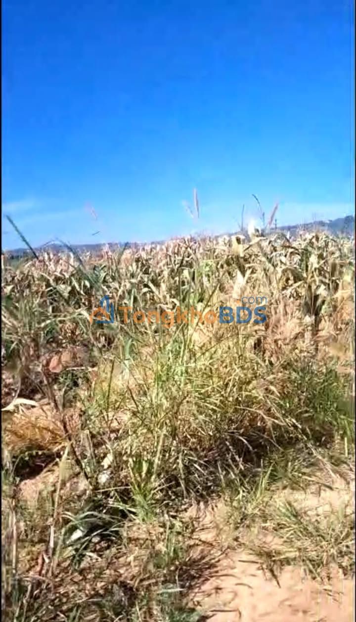 Bán Đất Vườn 10120m² Thôn Văn Minh, Đà Lạt - Giá 4.5 Tỷ, Sổ Đỏ