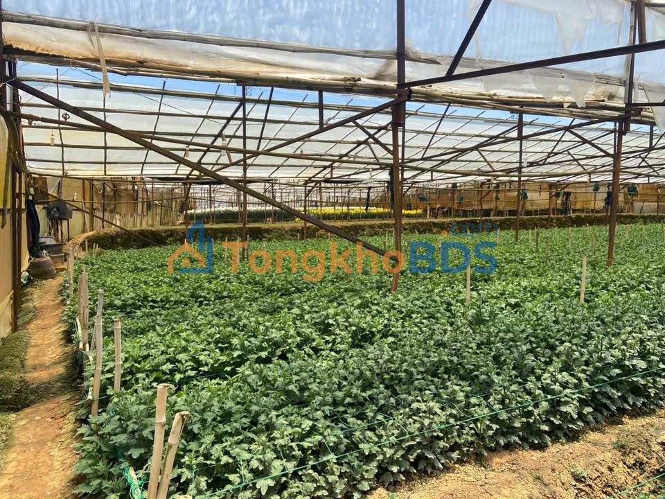 Đất vườn Hòn Bồ Đà Lạt 1.440m² giá 10 tỷ - Nghỉ dưỡng trong xanh