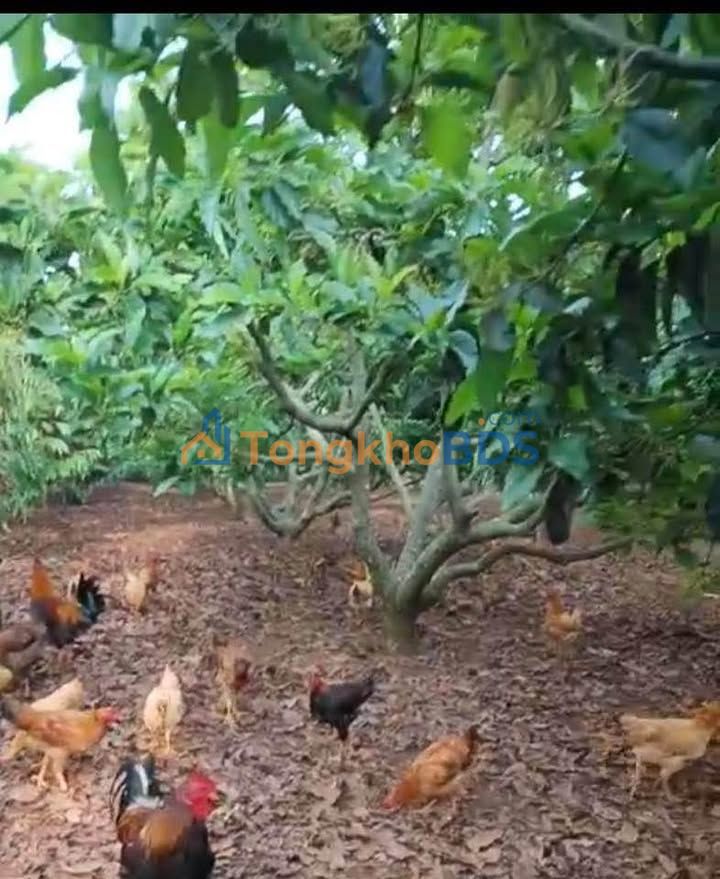 Đất nền DH16 Đơn Dương 2 sào 5.6 tỷ - Sổ đỏ chính chủ