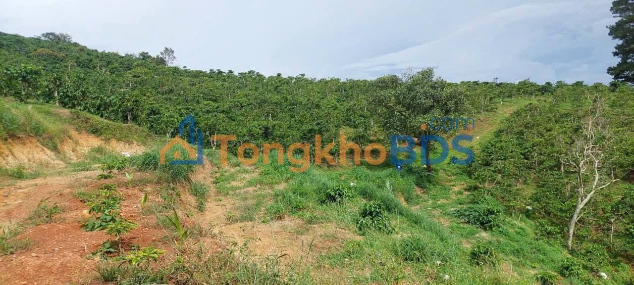 Farm Đạ Đờn Lâm Hà 3240m² giá 2.7 tỷ - Sinh thái xanh