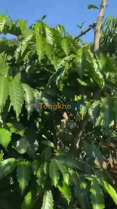 Đất vườn Lộc An Đà Lạt 1332m² 1.95 tỷ - Đầu tư dài hạn