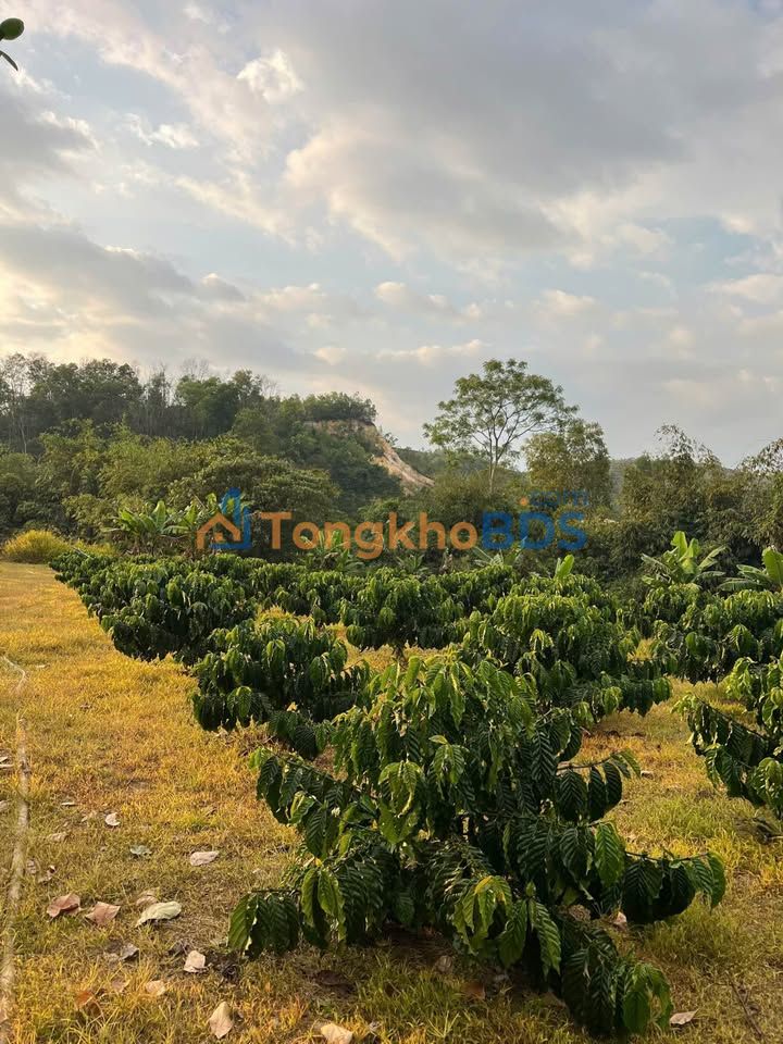 Farm Lộc Châu Bảo Lộc 3492m² 6.97 tỷ - Sổ đỏ chính chủ