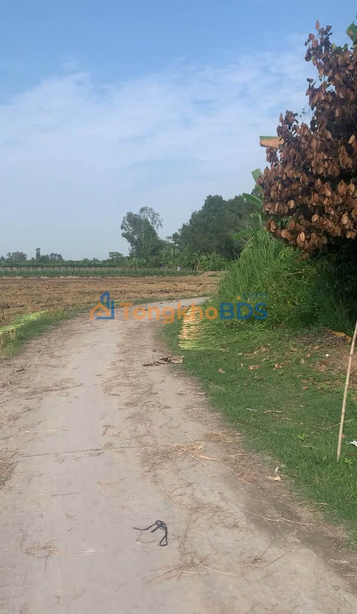 Bán 10.000m² Đất Vườn Định An, Lấp Vò - Sổ Hồng Sẵn Sàng