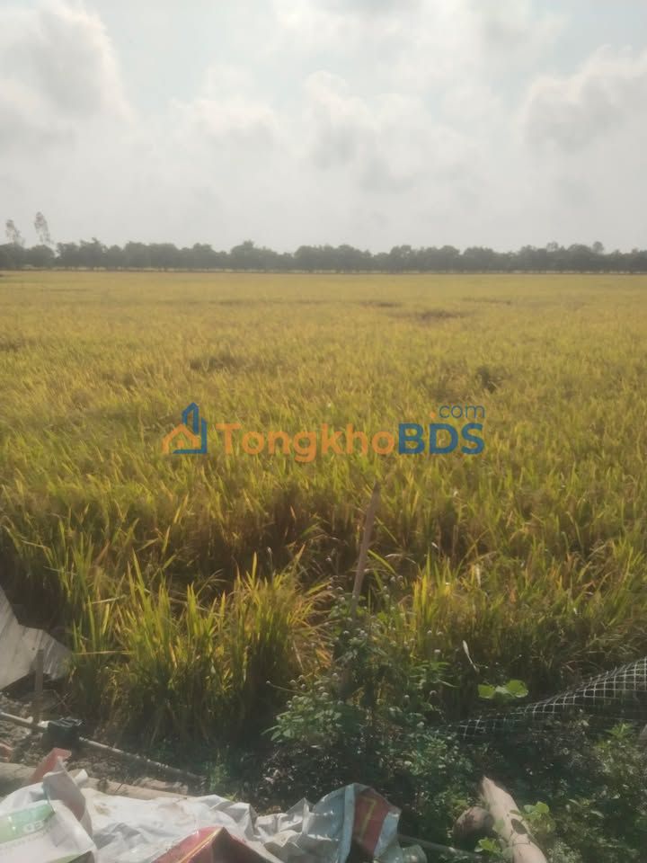 Đất Nền 7200m² Mặt Tiền Đường Nội Đồng, Bình Tấn, Đồng Tháp - Giá Thỏa Thuận