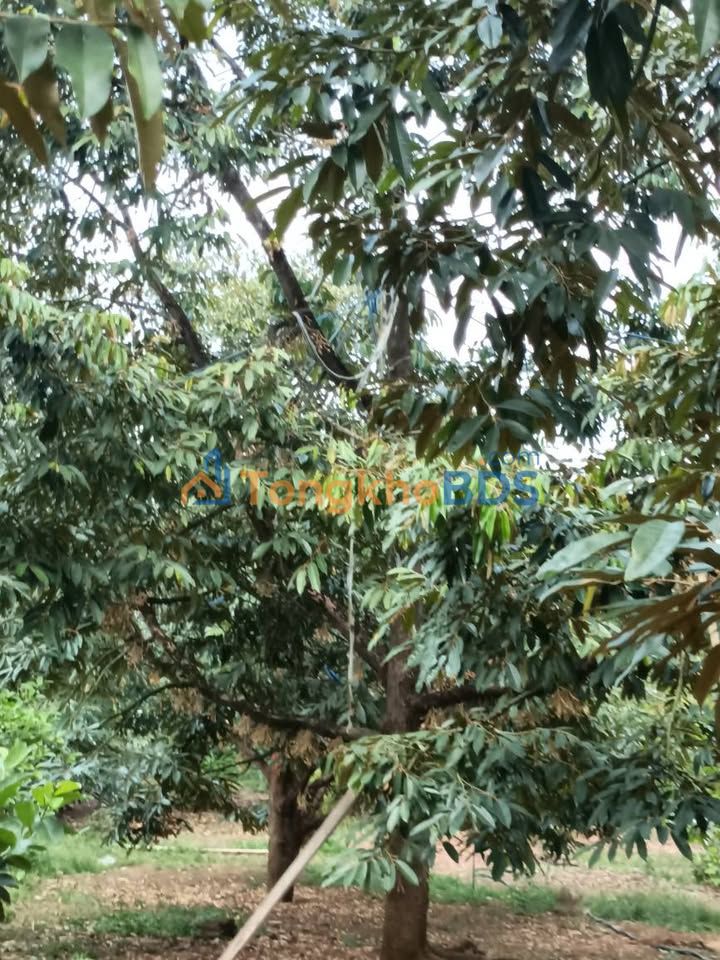 Đất nền Thôn 4 Quảng Tín 3.240m² - Sổ đỏ chính chủ