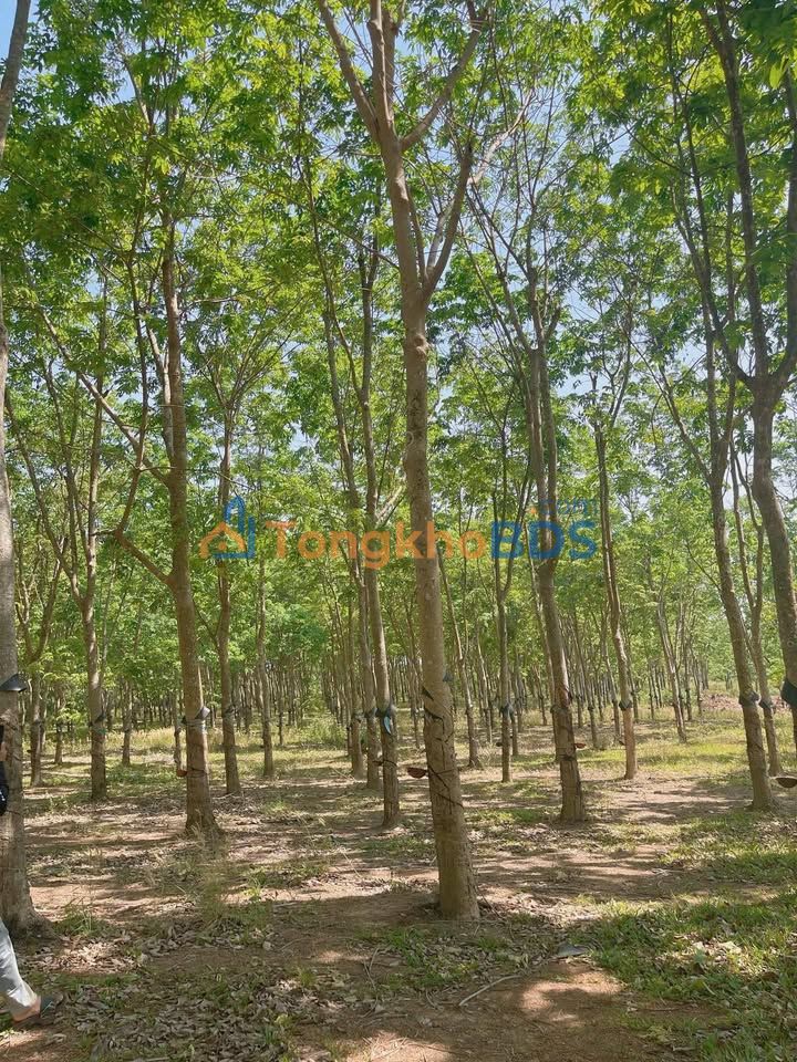 Bán 2ha Cao Su Kinh Doanh - Cư Jút, Đắk Nông - 2.3 Tỷ