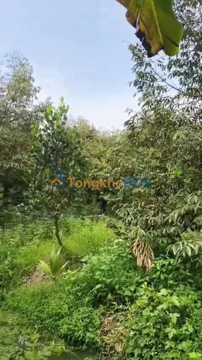 Đất vườn Phú An, Cai Lậy 1300m² 980 triệu - Đầu tư dài hạn