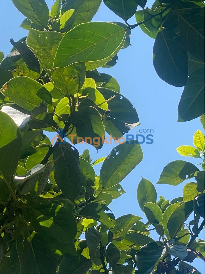 Nhà nguyên căn Trần Văn Ơn Quy Nhơn 40m² 7 triệu - Vị trí đẹp