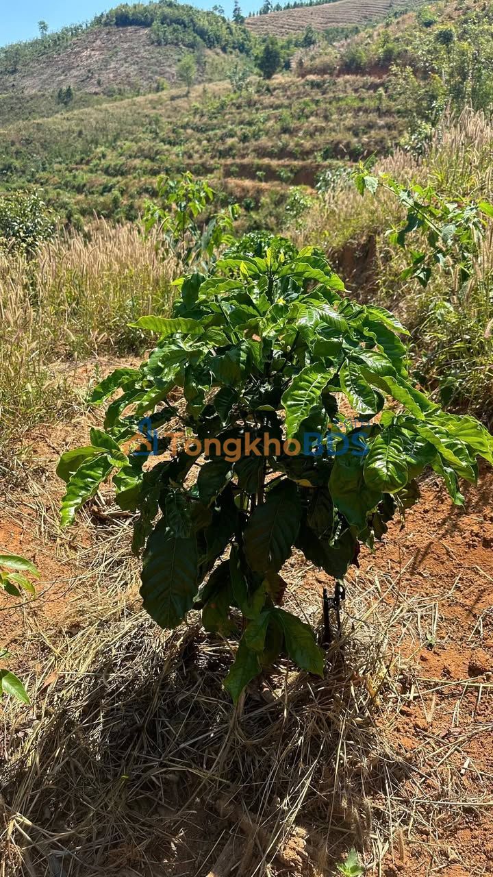 Farm Xã Ngok Réo Kon Tum 2,7ha 800 triệu - Sổ đỏ đồi cà đang thu hoạch