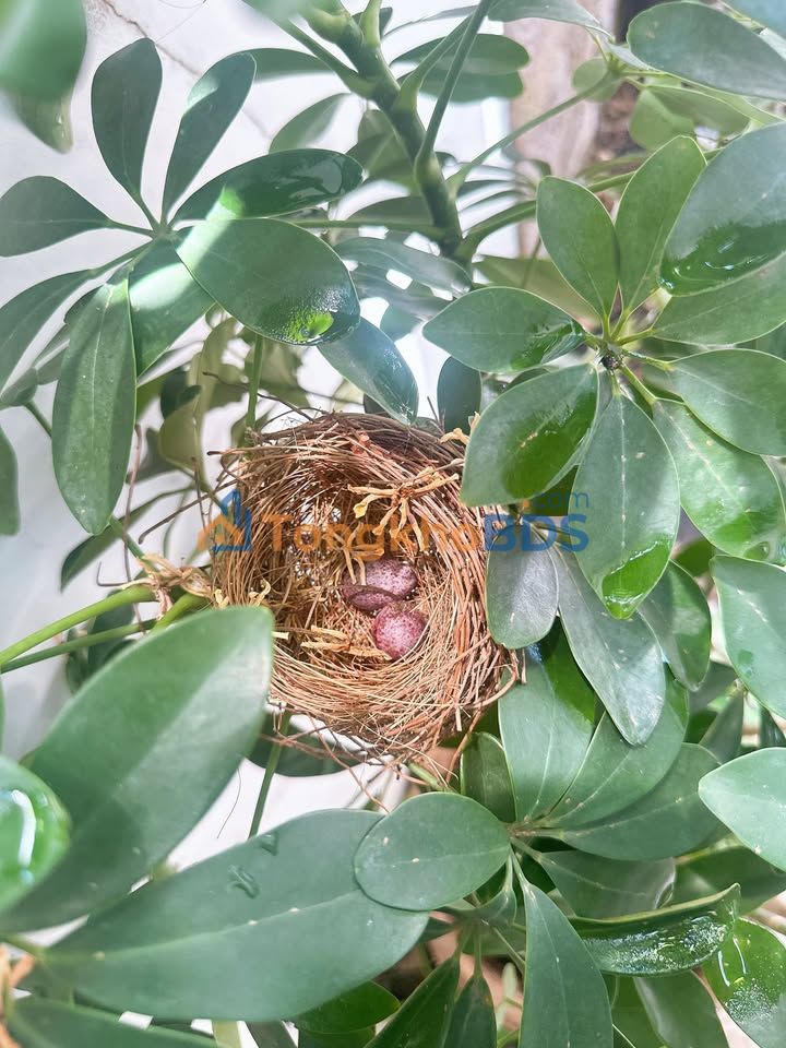 Nhà 1 Trệt 2 Lầu Full Nội Thất, 100m² - Trung Tâm Phan Thiết, 3.5 Tỷ TL