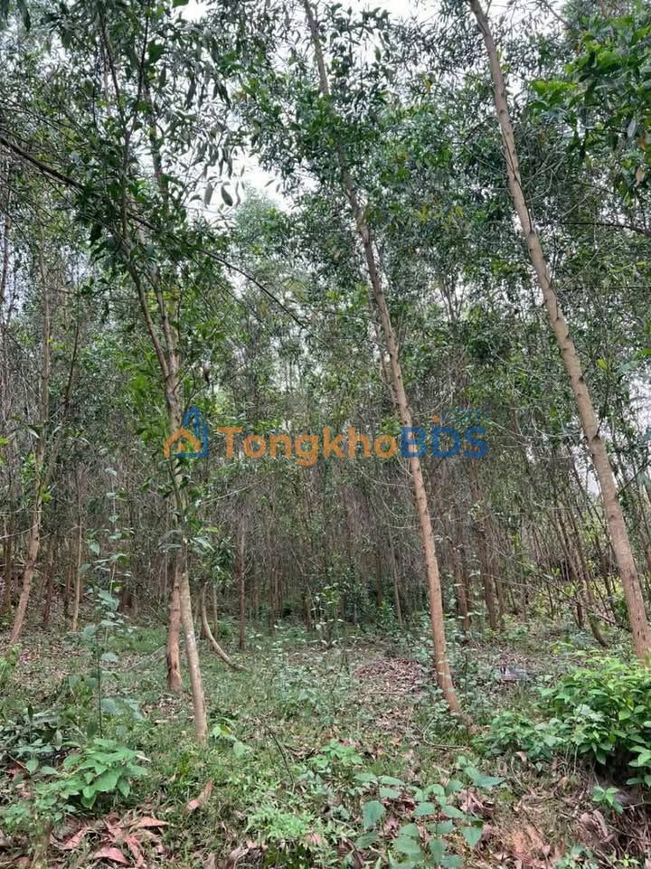 Đất rừng Hòa Nhơn Hòa Vang 35.000m² 720tr - Tiềm năng tăng giá
