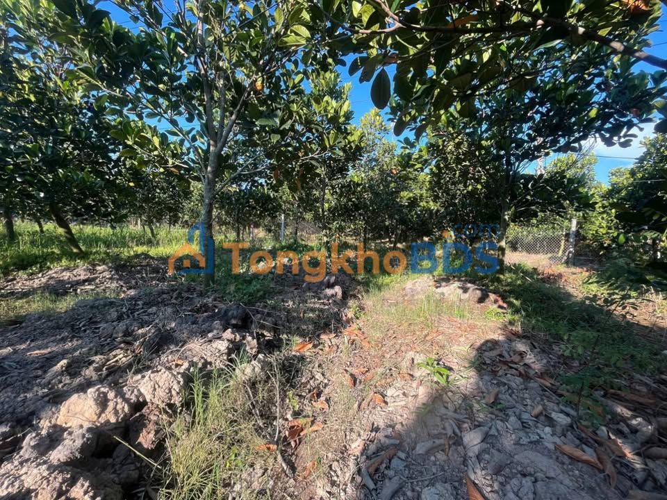 Đất Thổ Cư Mỹ Thuận 142m² Giá Tốt - Vườn Mít Trái Đều