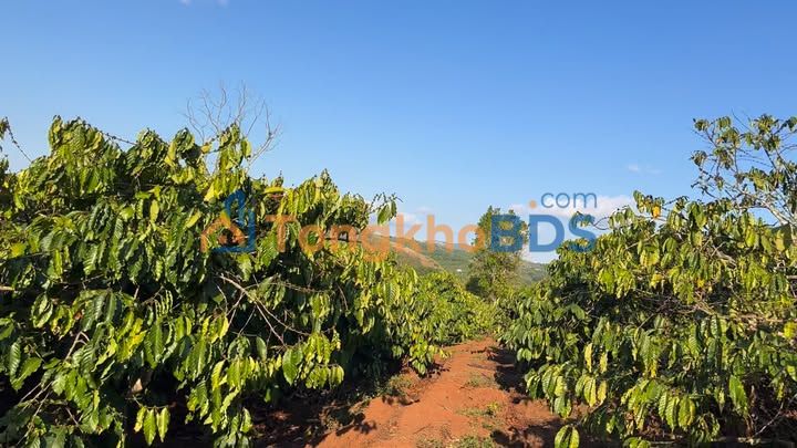 Farm thôn 5 DliêYang 2880m² 1.6 tỷ - Đầu tư dài hạn