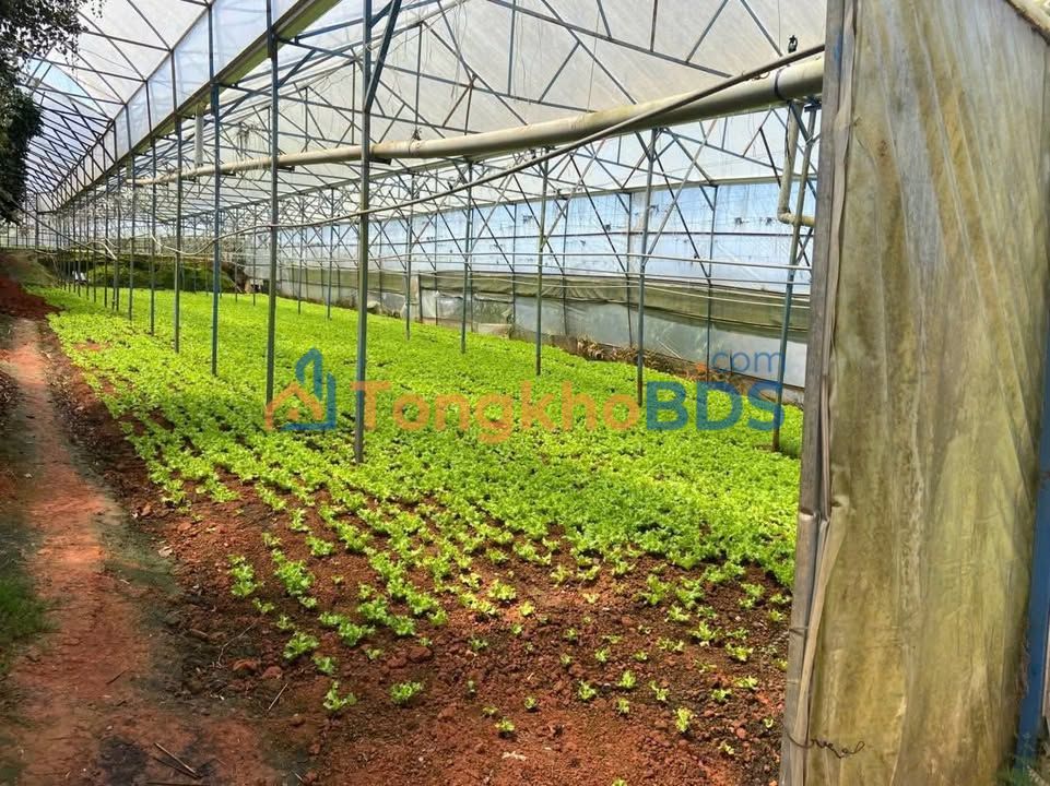 Bán đất nông nghiệp 1.3ha Xã Lạc Dương, Lâm Đồng - Sẵn vườn phun nhà kính