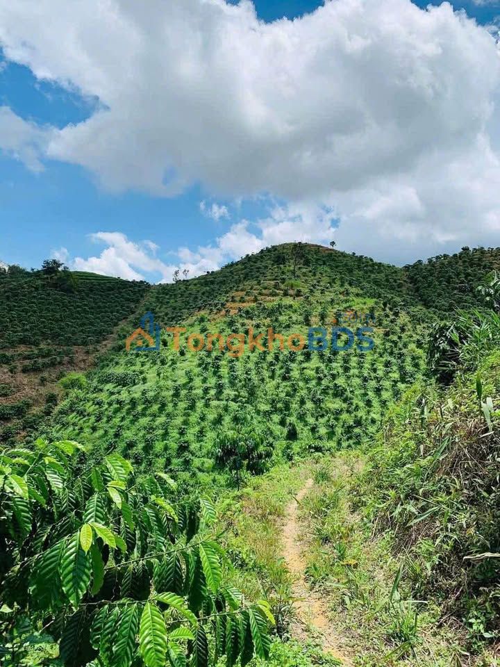 Đất vườn Lộc Thành 1,7ha 300tr/sào – Sinh thái xanh