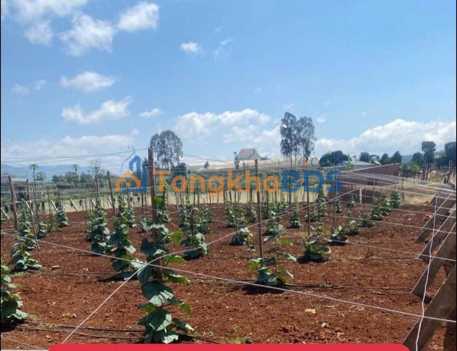 Bán 3 Sào Đất Đỏ Tu Tra, Đơn Dương - Sẵn Sàng Xây Nhà Kính, Giá 2.6 Tỷ