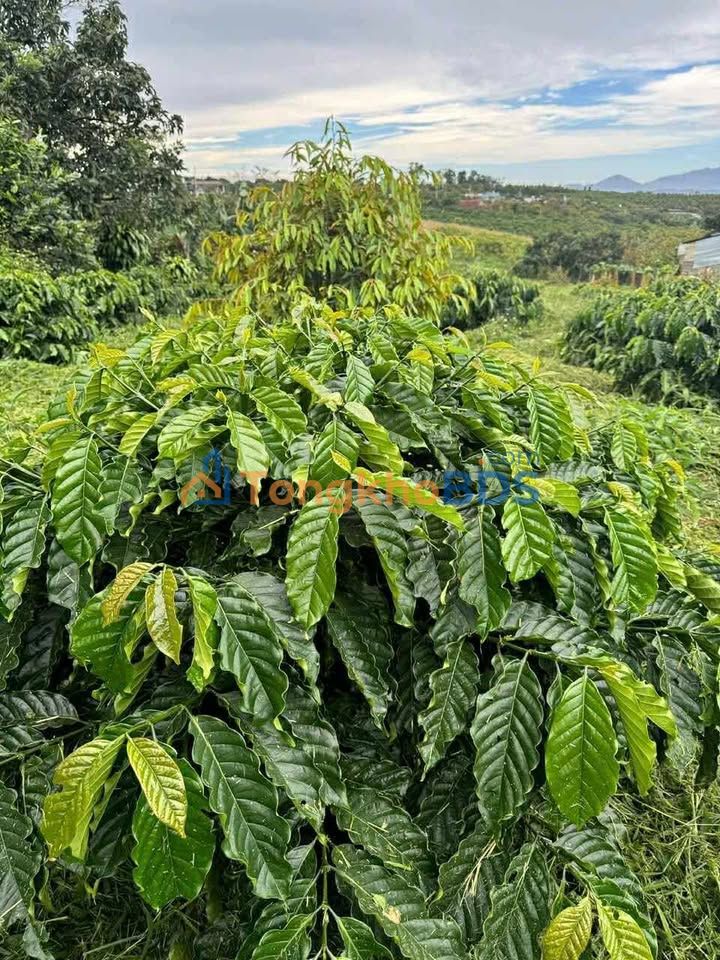 Đất Nền 720m² Mặt Tiền 21m Đường Hòa Ninh, Di Linh - Giá Tốt, Sẵn Sàng Xây Dựng