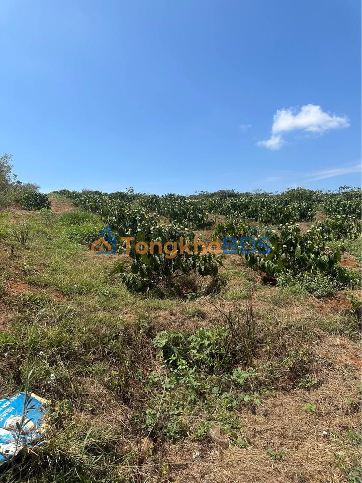 Đất nền Đức Trọng 3.000m² 2,4 tỷ - Đường to ô tô