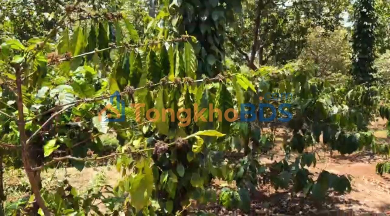 Đất vườn Đắk Ngo Tuy Đức 7ha giá 4,5 tỷ - Sinh thái xanh