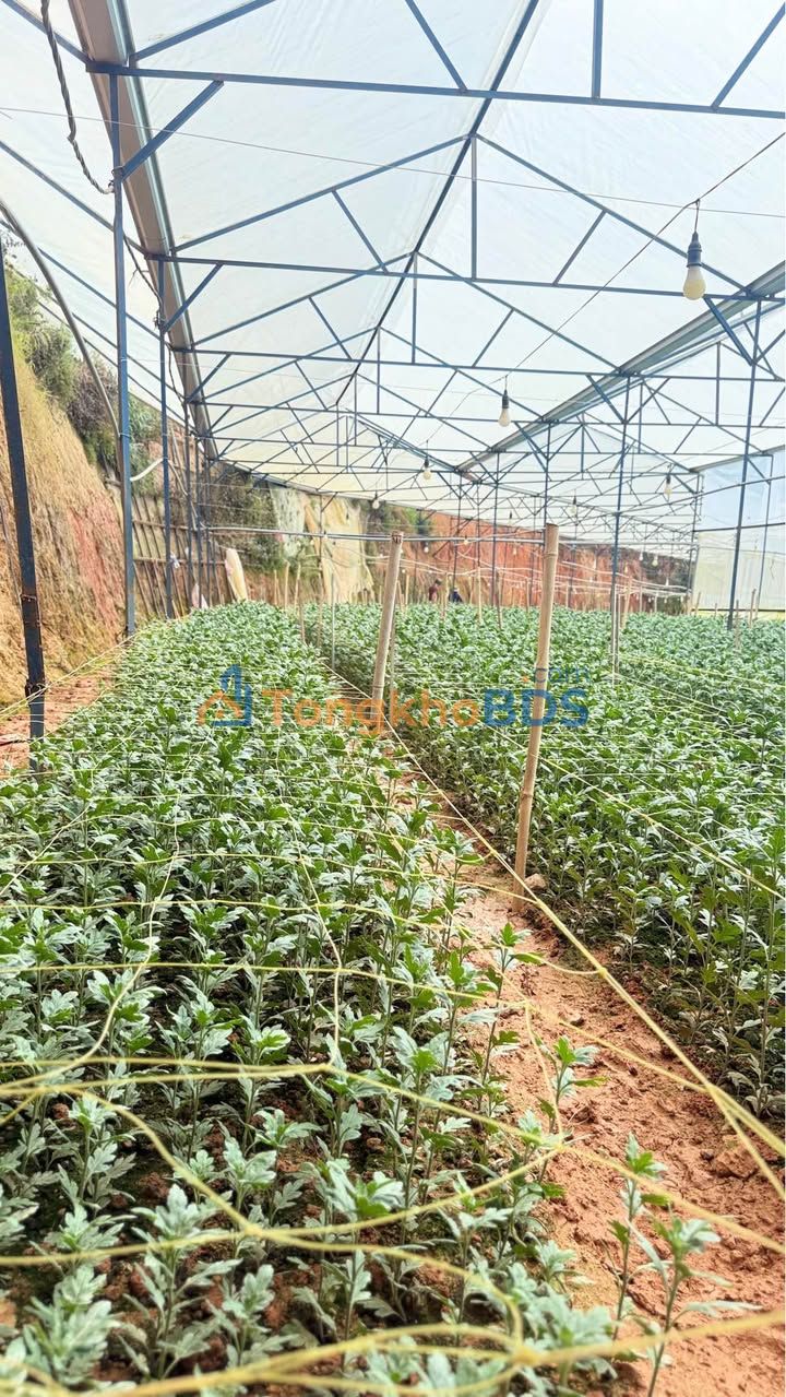 Farm Thung Lũng Hồng Đà Lạt 6.000m² 40 triệu/năm - Đầu tư dài hạn